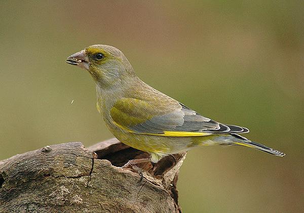 Verdone - Carduelis chloris L.