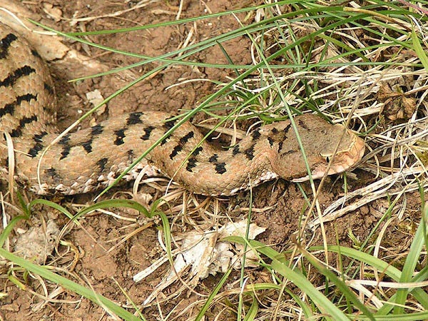 Vipera comune