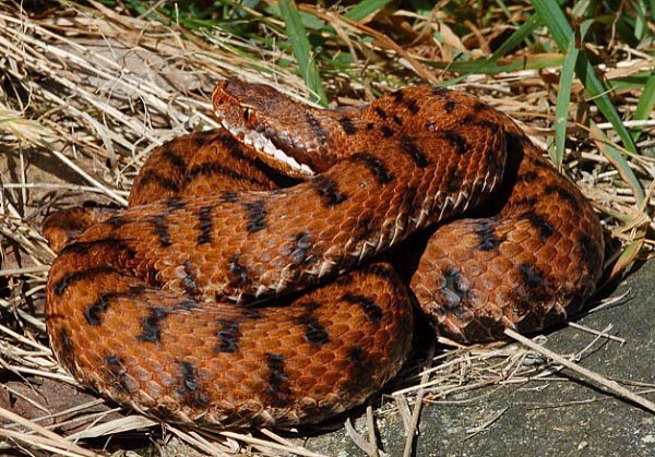 Vipera aspis francisciredi