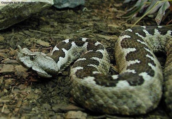 Vipera dal corno