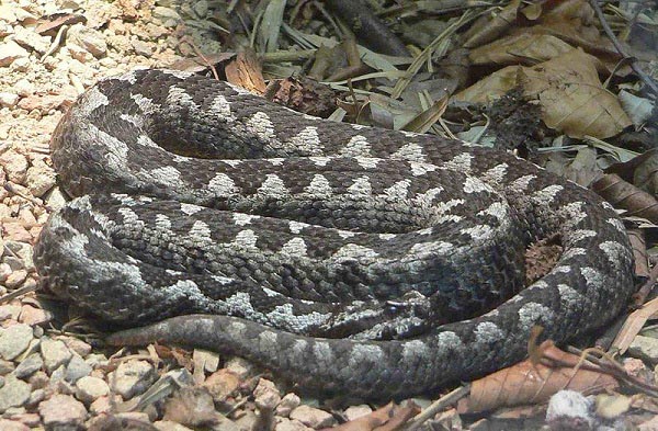 Vipera dal corno