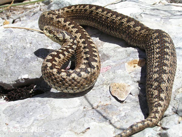 Vipera dell'Orsini