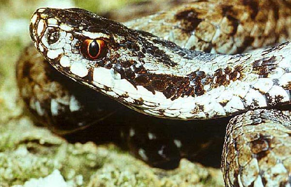 Vipera dell'Orsini