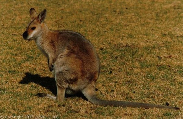 Wallaby dal collo rosso