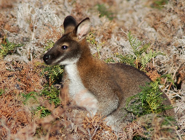 Wallaby dal collo rosso