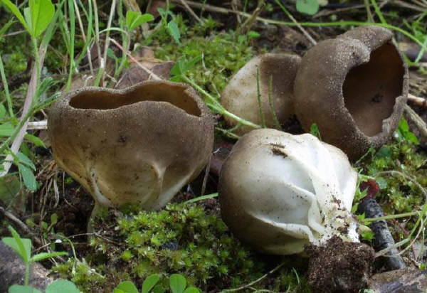 Helvella acetabulum