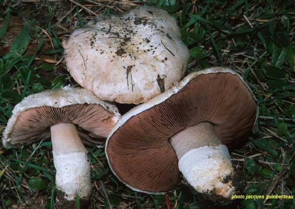 Agaricus gennadii (Chat. & Boudier) Orton