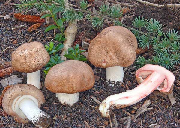 Agaricus haemorrhoidarius Kalchbr. & Schulz.