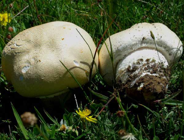 Agaricus stramineus (Schaeff. & Moeller) Sing.