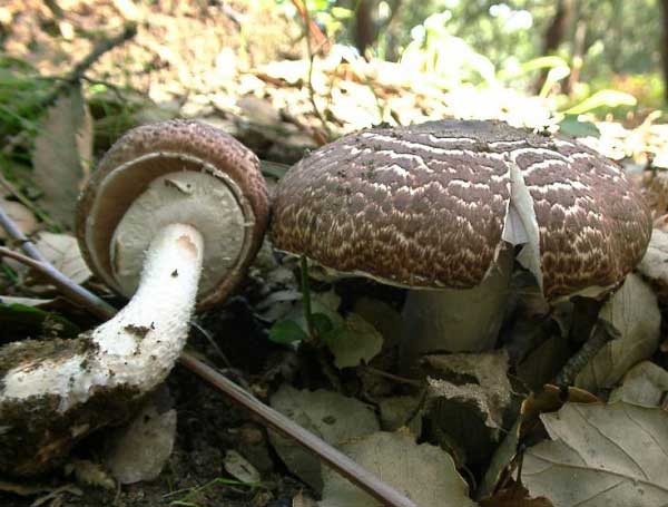 Agaricus vaporarius (Vitt.) Mos.