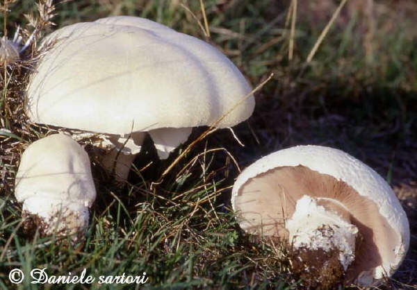 Agaricus albertii