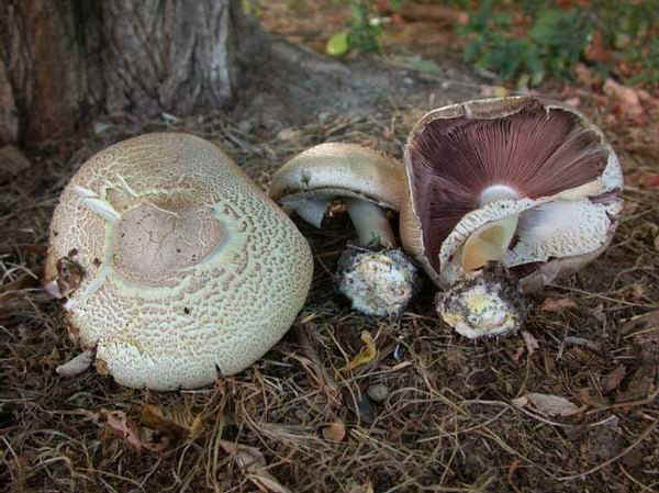 Agaricus augustus