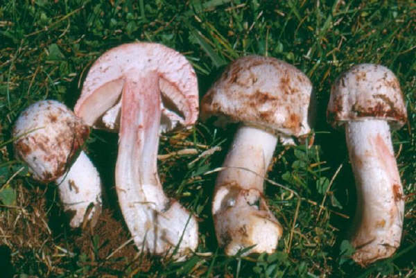 Agaricus benesii