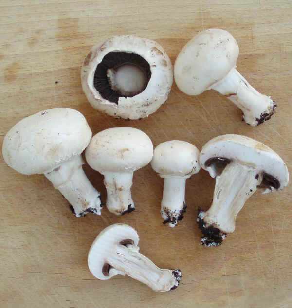 Agaricus hortensis o Agaricus bisporus	