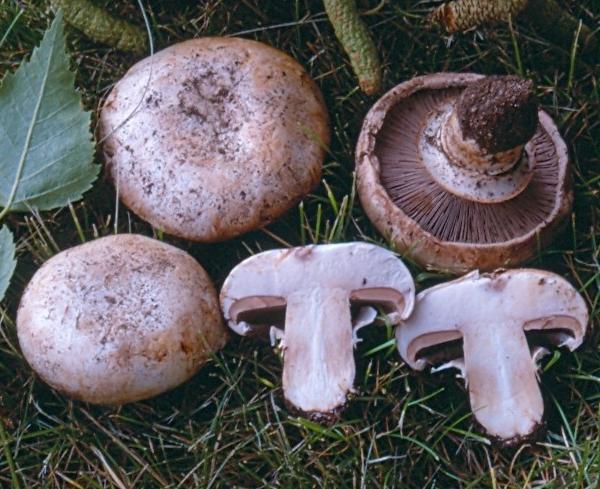 Agaricus bitorquis