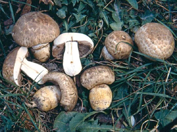 Agaricus bresadolanus