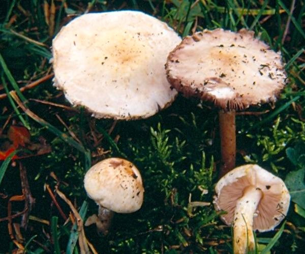 Agaricus comtulus