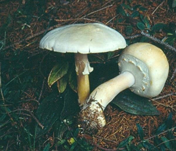 Agaricus essettei