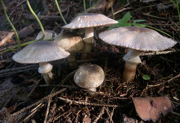 Agaricus praeclaresquamosus