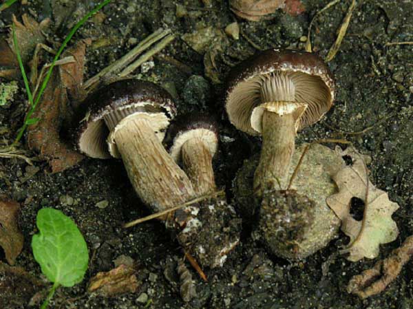 Agrocybe erebia (Fr.) Kühn.