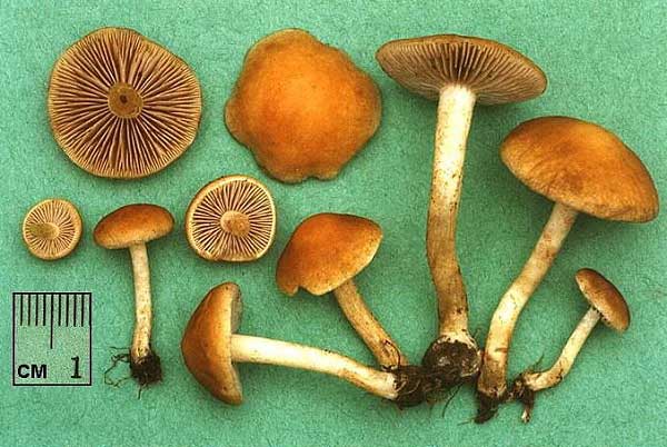 Agrocybe vervacti (Fr.) Romagn.