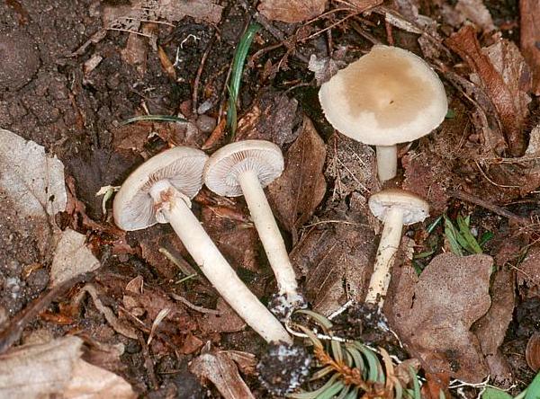 Agrocybe praecox