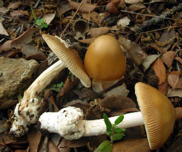 Amanita crocea