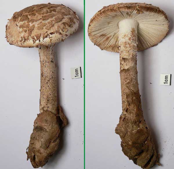 Amanita lepiotoides Barla