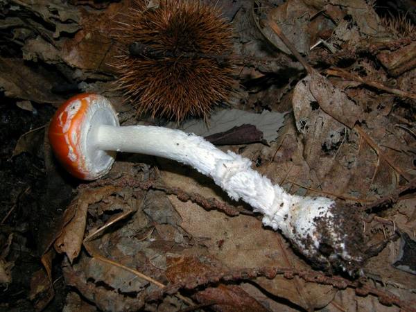 Amanita muscaria var. aureola