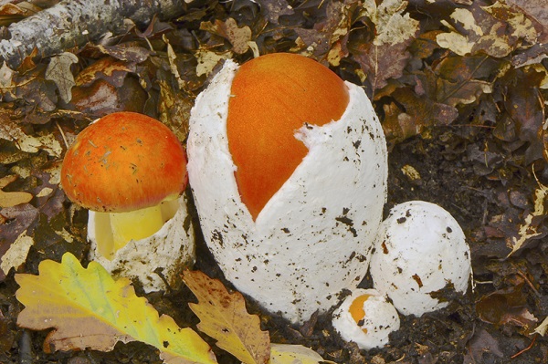 Amanita caesarea