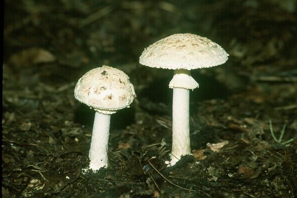 Amanita citrina