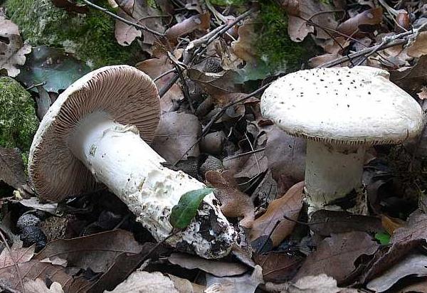 Amanita echinocephala