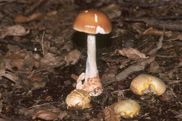 Amanita fulva