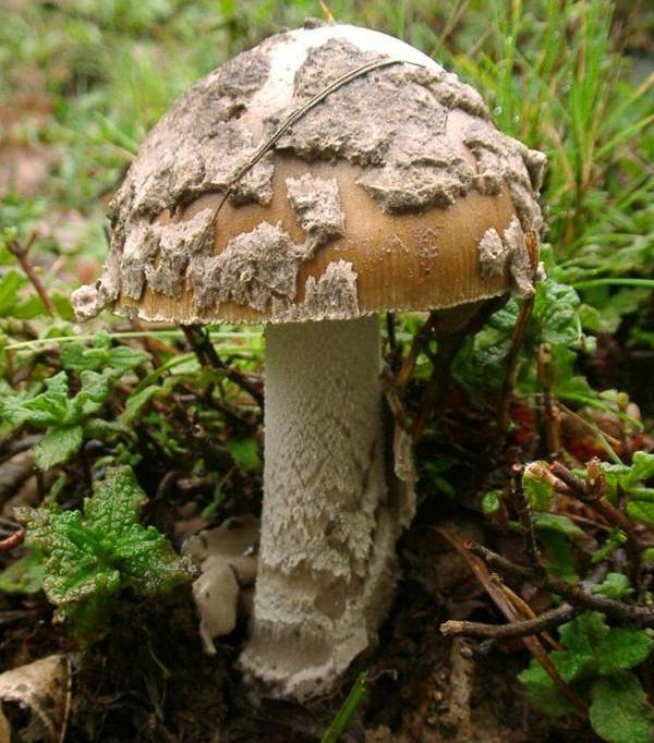 Amanita inaurata