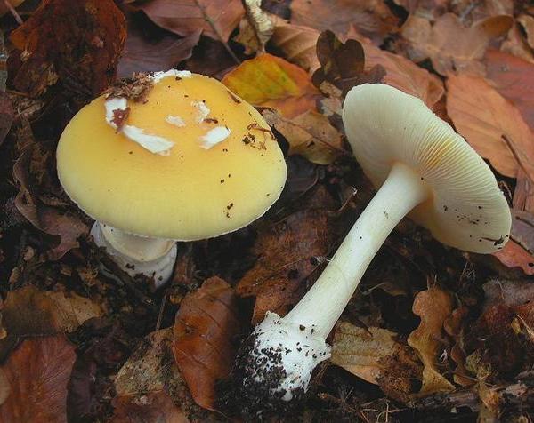 Amanita junquillea