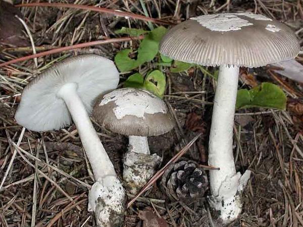 Amanita mairei