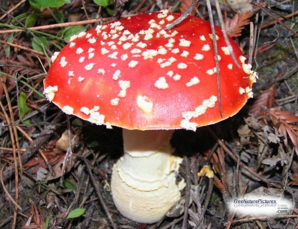 Amanita muscaria