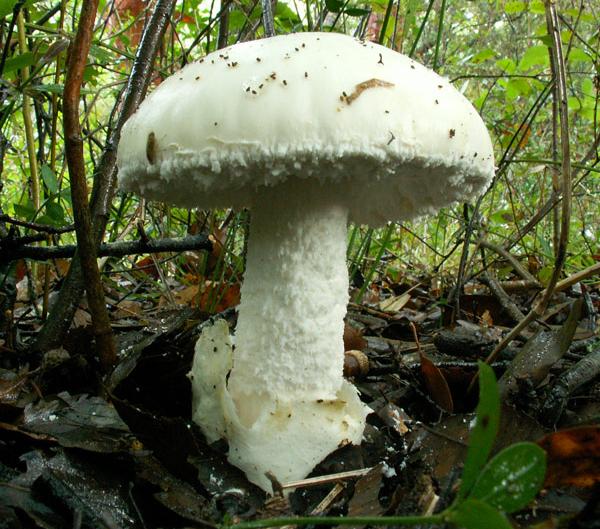 Amanita ovoidea