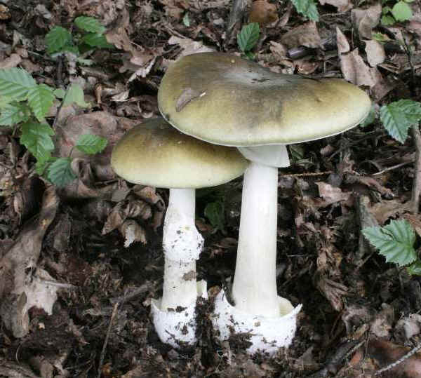 Amanita phalloides