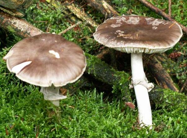 Amanita porphyria