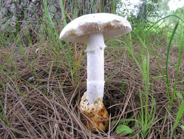 Amanita proxima