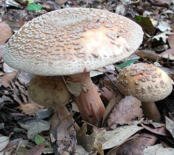 Amanita rubescens