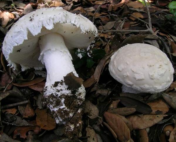 Amanita strobiliformis