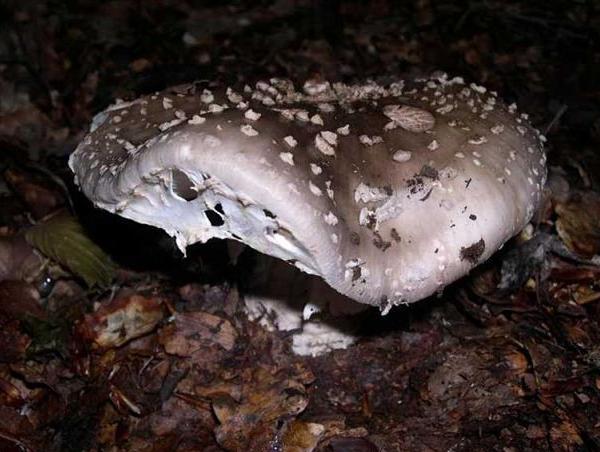 Amanita spissa