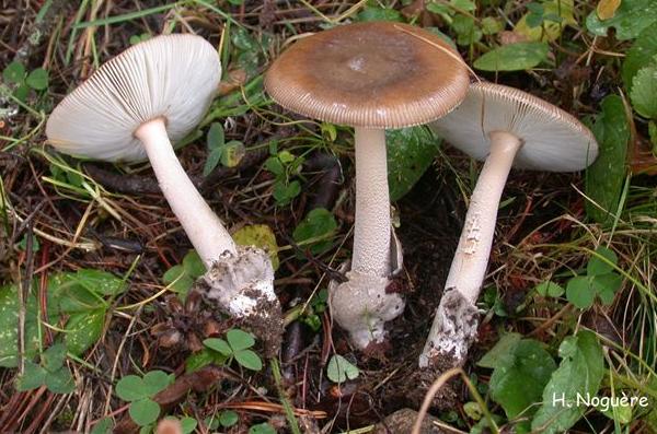 Amanita submembranacea