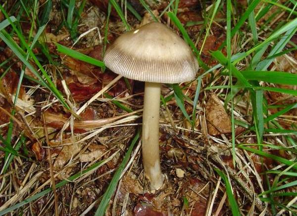 Amanita umbrinolutea