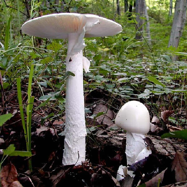 Amanita verna