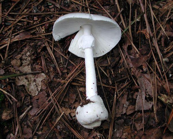 Amanita virosa