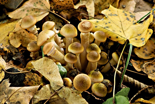 Armillariella mellea