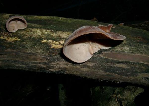 Auricularia auricola-judae